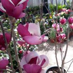 ΦΥΤΩΡΙΟ-ΣΑΛΑΜΙΝΑ-ΚΕΝΤΡΟ-ΚΗΠΟΥ-ΠΑΡΑΔΕΙΣΟΣ