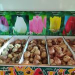 ΦΥΤΩΡΙΟ-ΣΑΛΑΜΙΝΑ-ΚΕΝΤΡΟ-ΚΗΠΟΥ-ΠΑΡΑΔΕΙΣΟΣ