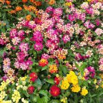 ΦΥΤΩΡΙΟ-ΣΑΛΑΜΙΝΑ-ΚΕΝΤΡΟ-ΚΗΠΟΥ-ΠΑΡΑΔΕΙΣΟΣ