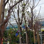 ΦΥΤΩΡΙΟ-ΣΑΛΑΜΙΝΑ-ΚΕΝΤΡΟ-ΚΗΠΟΥ-ΠΑΡΑΔΕΙΣΟΣ