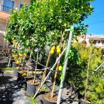 ΦΥΤΩΡΙΟ-ΣΑΛΑΜΙΝΑ-ΚΕΝΤΡΟ-ΚΗΠΟΥ-ΠΑΡΑΔΕΙΣΟΣ