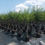 ΦΥΤΩΡΙΟ-ΣΑΛΑΜΙΝΑ-ΚΕΝΤΡΟ-ΚΗΠΟΥ-ΠΑΡΑΔΕΙΣΟΣ