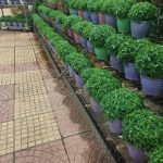 ΦΥΤΩΡΙΟ-ΣΑΛΑΜΙΝΑ-ΚΕΝΤΡΟ-ΚΗΠΟΥ-ΠΑΡΑΔΕΙΣΟΣ