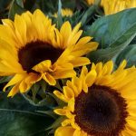 ΦΥΤΩΡΙΟ-ΣΑΛΑΜΙΝΑ-ΚΕΝΤΡΟ-ΚΗΠΟΥ-ΠΑΡΑΔΕΙΣΟΣ