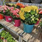 ΦΥΤΩΡΙΟ-ΤΗΝΟΣ-ΚΟΝΤΙΖΑΣ-GARDEN-SHOP