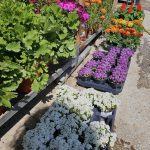 ΦΥΤΩΡΙΟ-ΤΗΝΟΣ-ΚΟΝΤΙΖΑΣ-GARDEN-SHOP