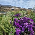 ΦΥΤΩΡΙΟ-ΤΗΝΟΣ-ΚΟΝΤΙΖΑΣ-GARDEN-SHOP