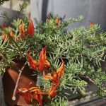 ΦΥΤΩΡΙΟ-ΤΗΝΟΣ-ΚΟΝΤΙΖΑΣ-GARDEN-SHOP