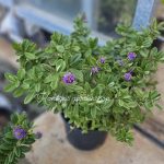 ΦΥΤΩΡΙΟ-ΤΗΝΟΣ-ΚΟΝΤΙΖΑΣ-GARDEN-SHOP