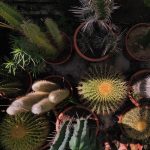 ΦΥΤΩΡΙΟ-ΤΗΝΟΣ-ΚΟΝΤΙΖΑΣ-GARDEN-SHOP