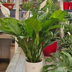 ΦΥΤΩΡΙΟ-ΤΗΝΟΣ-ΚΟΝΤΙΖΑΣ-GARDEN-SHOP