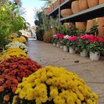 ΦΥΤΩΡΙΟ-ΤΗΝΟΣ-ΚΟΝΤΙΖΑΣ-GARDEN-SHOP