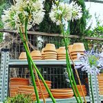 ΦΥΤΩΡΙΟ-ΤΗΝΟΣ-ΚΟΝΤΙΖΑΣ-GARDEN-SHOP
