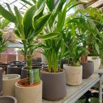 ΦΥΤΩΡΙΟ-ΤΗΝΟΣ-ΚΟΝΤΙΖΑΣ-GARDEN-SHOP