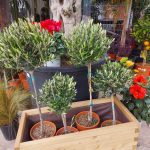 ΦΥΤΩΡΙΟ-ΤΗΝΟΣ-ΚΟΝΤΙΖΑΣ-GARDEN-SHOP