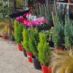 ΦΥΤΩΡΙΟ-ΤΗΝΟΣ-ΚΟΝΤΙΖΑΣ-GARDEN-SHOP