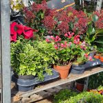 ΦΥΤΩΡΙΟ-ΤΗΝΟΣ-ΚΟΝΤΙΖΑΣ-GARDEN-SHOP