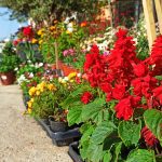 ΦΥΤΩΡΙΟ-ΤΗΝΟΣ-ΚΟΝΤΙΖΑΣ-GARDEN-SHOP