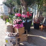 ΦΥΤΩΡΙΟ-ΤΗΝΟΣ-ΚΟΝΤΙΖΑΣ-GARDEN-SHOP