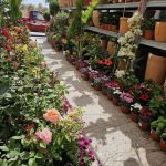ΦΥΤΩΡΙΟ-ΤΗΝΟΣ-ΚΟΝΤΙΖΑΣ-GARDEN-SHOP