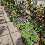 ΦΥΤΩΡΙΟ-ΤΗΝΟΣ-ΚΟΝΤΙΖΑΣ-GARDEN-SHOP