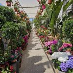 ΦΥΤΩΡΙΟ-ΤΗΝΟΣ-ΚΟΝΤΙΖΑΣ-GARDEN-SHOP