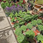 ΦΥΤΩΡΙΟ-ΤΗΝΟΣ-ΚΟΝΤΙΖΑΣ-GARDEN-SHOP