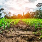 ΓΕΩΡΓΙΚΕΣ-ΜΕΛΕΤΕΣ-ΠΑΤΡΑ-ΑΓΡΟΣΥΜΒΟΥΛΟΙ-ΟΕ