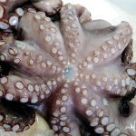 ΙΧΘΥΟΠΩΛΕΙΟ-ΕΥΚΑΡΠΙΑ-ΘΕΣΣΑΛΟΝΙΚΗΣ-ΕΝ-ΠΛΩ