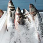 ΙΧΘΥΟΠΩΛΕΙΟ-ΕΥΚΑΡΠΙΑ-ΘΕΣΣΑΛΟΝΙΚΗΣ-ΕΝ-ΠΛΩ