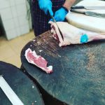 ΚΡΕΟΠΩΛΕΙΟ-ΙΕΡΙΣΣΟΣ-ΧΑΛΚΙΔΙΚΗΣ-ΚΑΡΑΒΑΣΙΛΗΣ