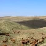 ΚΡΕΟΠΩΛΕΙΟ-ΛΑΡΙΣΑ-ΦΑΡΜΑ-ΓΚΑΝΤΖΩΡΑ