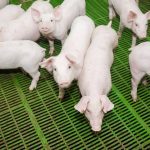 ΜΟΝΑΔΑ-ΕΠΕΞΕΡΓΑΣΙΑΣ-ΚΡΕΑΤΟΣ-ΣΕΡΡΕΣ-MARSEL