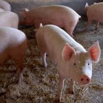 ΜΟΝΑΔΑ-ΕΠΕΞΕΡΓΑΣΙΑΣ-ΚΡΕΑΤΟΣ-ΣΕΡΡΕΣ-MARSEL