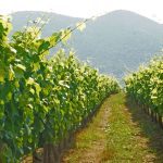 ΟΙΝΟΠΟΙΕΙΟ-ΤΡΙΠΟΛΗ-TROUPIS-WINERY