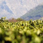 ΟΙΝΟΠΟΙΕΙΟ-ΤΡΙΠΟΛΗ-TROUPIS-WINERY