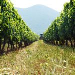 ΟΙΝΟΠΟΙΕΙΟ-ΤΡΙΠΟΛΗ-TROUPIS-WINERY