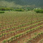 ΟΙΝΟΠΟΙΕΙΟ-ΤΡΙΠΟΛΗ-TROUPIS-WINERY