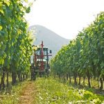 ΟΙΝΟΠΟΙΕΙΟ-ΤΡΙΠΟΛΗ-TROUPIS-WINERY