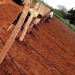 ΟΙΝΟΠΟΙΕΙΟ-ΤΡΙΠΟΛΗ-TROUPIS-WINERY