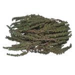 ΟΠΩΡΟΚΗΠΕΥΤΙΚΑ-ΡΕΝΤΗΣ-SALAD-FRESH-ΦΑΦΟΥΤΗΣ