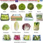 ΟΠΩΡΟΚΗΠΕΥΤΙΚΑ-ΡΕΝΤΗΣ-SALAD-FRESH-ΦΑΦΟΥΤΗΣ