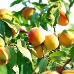 ΑΓΡΟΤΙΚΟΣ-ΣΥΝΕΤΑΙΡΙΣΜΟΣ-ΜΑΚΡΟΧΩΡΙΟΥ-ΤΑΞΙΑΡΧΗΣ