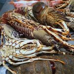 ΨΑΡΟΤΑΒΕΡΝΑ-ΚΩΣ-AGKYRA-FISH-RESTAURANT