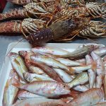 ΨΑΡΟΤΑΒΕΡΝΑ-ΚΩΣ-AGKYRA-FISH-RESTAURANT