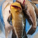 ΨΑΡΟΤΑΒΕΡΝΑ-ΚΩΣ-AGKYRA-FISH-RESTAURANT