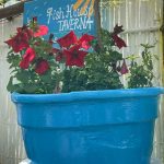 ΨΑΡΟΤΑΒΕΡΝΑ-ΚΩΣ-FISH-HOUSE-ΣΑΚΕΛΛΑΡΗΣ