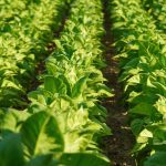 ΕΜΠΟΡΙΟ-ΟΠΩΡΟΚΗΠΕΥΤΙΚΩΝ-ΜΕΝΕΜΕΝΗ-REKOS-ΒΑΣΙΛΕΙΟΥ