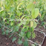 ΦΥΤΩΡΙΟ-ΜΟΝΟΣΠΙΤΑ-ΗΜΑΘΙΑΣ-ΦΥΤΩΡΙΑ-ΔΑΝΙΗΛΙΔΗΣ