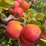 ΦΥΤΩΡΙΟ-ΜΟΝΟΣΠΙΤΑ-ΗΜΑΘΙΑΣ-ΦΥΤΩΡΙΑ-ΔΑΝΙΗΛΙΔΗΣ